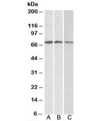 OAS2 Antibody