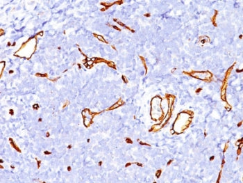CD34 Antibody