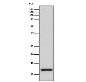 Thioredoxin Antibody