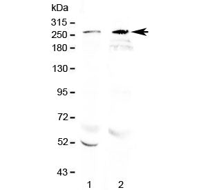 RanBP2 Antibody (C-Terminal Region)