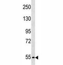 PCSK4 Antibody