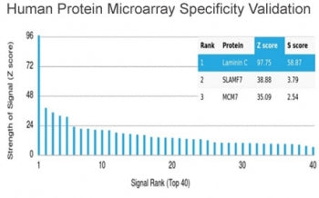 Analysis of HuProt(TM) microarray containing more than 19,000 full-length human proteins using Lamin