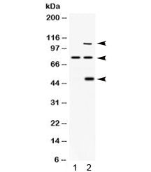 PCSK6 Antibody / PACE4