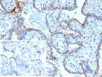 IHC staining of FFPE human placenta with MMP3 antibody. HIER: boil tissue sections in pH 9 10mM Tris