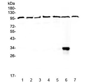DGCR8 Antibody