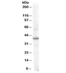 PITX3 Antibody