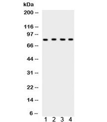 Western blot testing of 1) rat testis, 2) rat thymus, 3) human HeLa and 4) mouse NIH3T3 lysate with 
