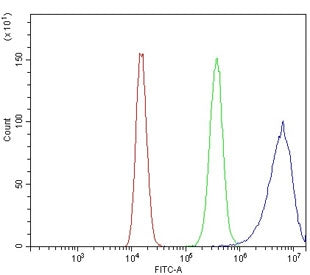C3 Antibody / Complement C3