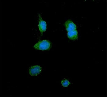 Immunofluorescent staining of FFPE human U-2 OS cells with ITLN1 antibody (green) and DAPI nuclear s