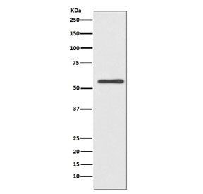 Western blot testing of human HeLa cell lysate with Cytochrome P450 2E1 antibody. Predicted molecula