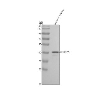 Western blot testing of zebrafish embryo lysate with Zebrafish Hnrnpd antibody. Predicted molecular 