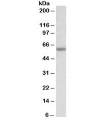 Glycine receptor Antibody