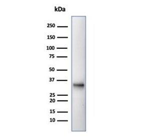 Western blot testing of human Raji cell lysate with CD20 antibody (clone MS4A1/4655). Predicted mole
