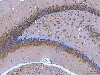 NeuN Antibody / Fox3 / Rbfox3