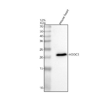 Western blot analysis of HDDC3 using anti-HDDC3 antibody. Lane 1: mouse heart tissue lysates. After 