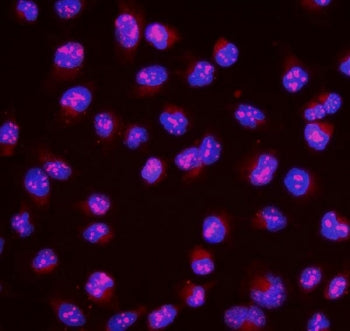 MAFA Antibody