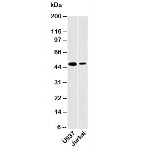 DC-SIGN Antibody