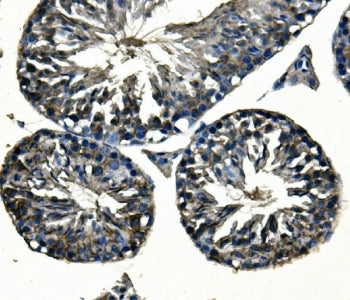Adam28 Antibody