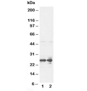 FGF8 Antibody