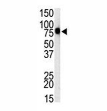 Western blot analysis of TLR1 antibody and mouse spleen cell lysate. Predicted molecular weight ~90 