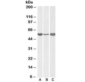 ALDH1A1 Antibody