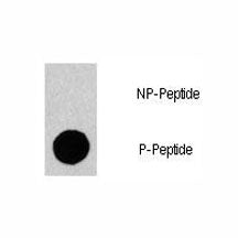 Phospho-Gab1 Antibody (pY659)