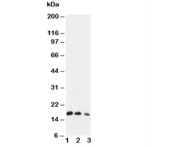 IL7 Antibody