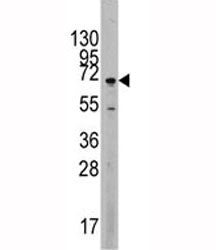 MAPK4 Antibody