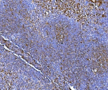 NOX2 Antibody