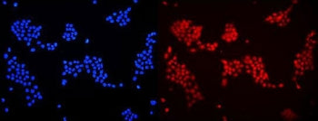 DDB1 Antibody