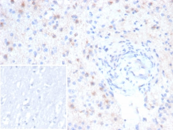 EBAG9 Antibody / RCAS1