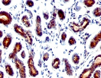 Estrogen Inducible Protein pS2 / TFF1 Antibody