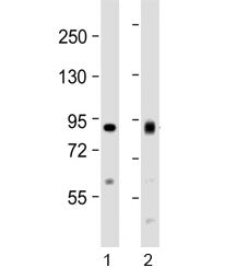 Aconitase 2 Antibody
