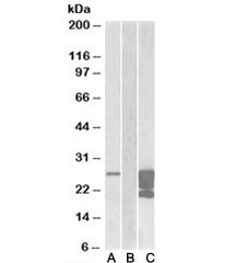 GM2A Antibody