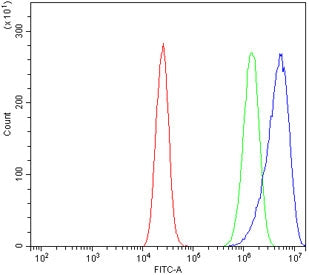 Beta Enolase Antibody / ENO3 / Enolase 3