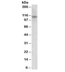 GRIN3B Antibody