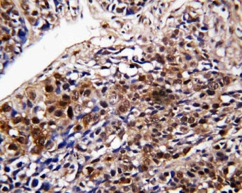 DDT Antibody