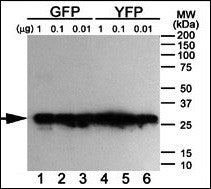 Western blot analysis of anti-GFP antibody using purified GFP/YFP/BFP proteins expressed in bacteria
