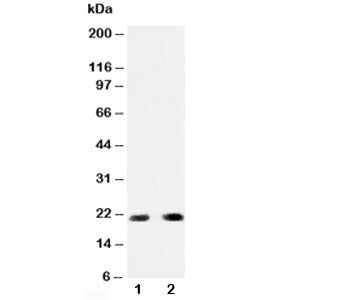 PUMA Antibody