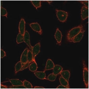 ZC3H7A Antibody