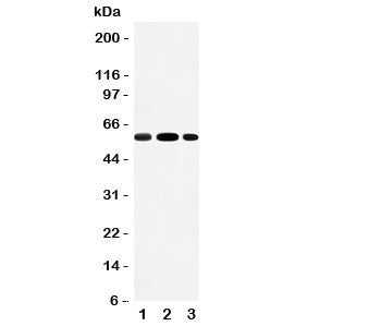 EAAT3 Antibody