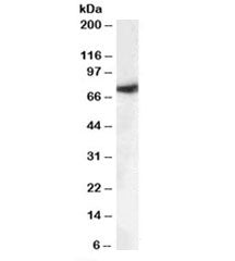 MUNC18-1 Antibody