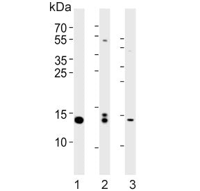 Western blot testing of 1) ZR4, 2) whole zebrafish and 3) zebrafish muscle lysate with HIST1H2BJ ant