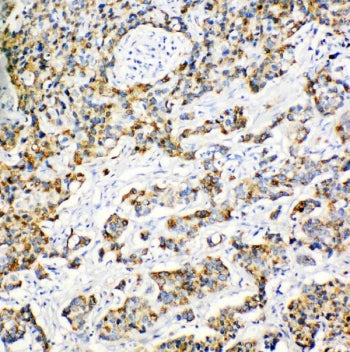 Peroxiredoxin 3 Antibody