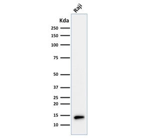 TCL1 Antibody