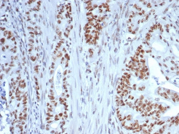 Nucleolin Antibody