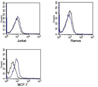 Rabbit IgG Isotype Control Polyclonal Antibody APC Conjugate