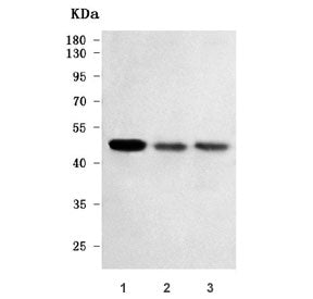 Western blot testing of human 1) U-251, 2) U-87 MG and 3) U-2 OS cell lysate with RTL3 antibody. Pre