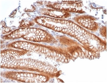 IHC staining of FFPE human kidney tissue with Reelin antibody (clone RELN/4498). HIER: boil tissue s