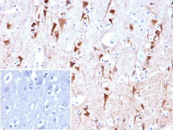 IHC staining of FFPE human brain tissue with NECAB1 antibody (clone NECAB1/7680). Inset: PBS used in